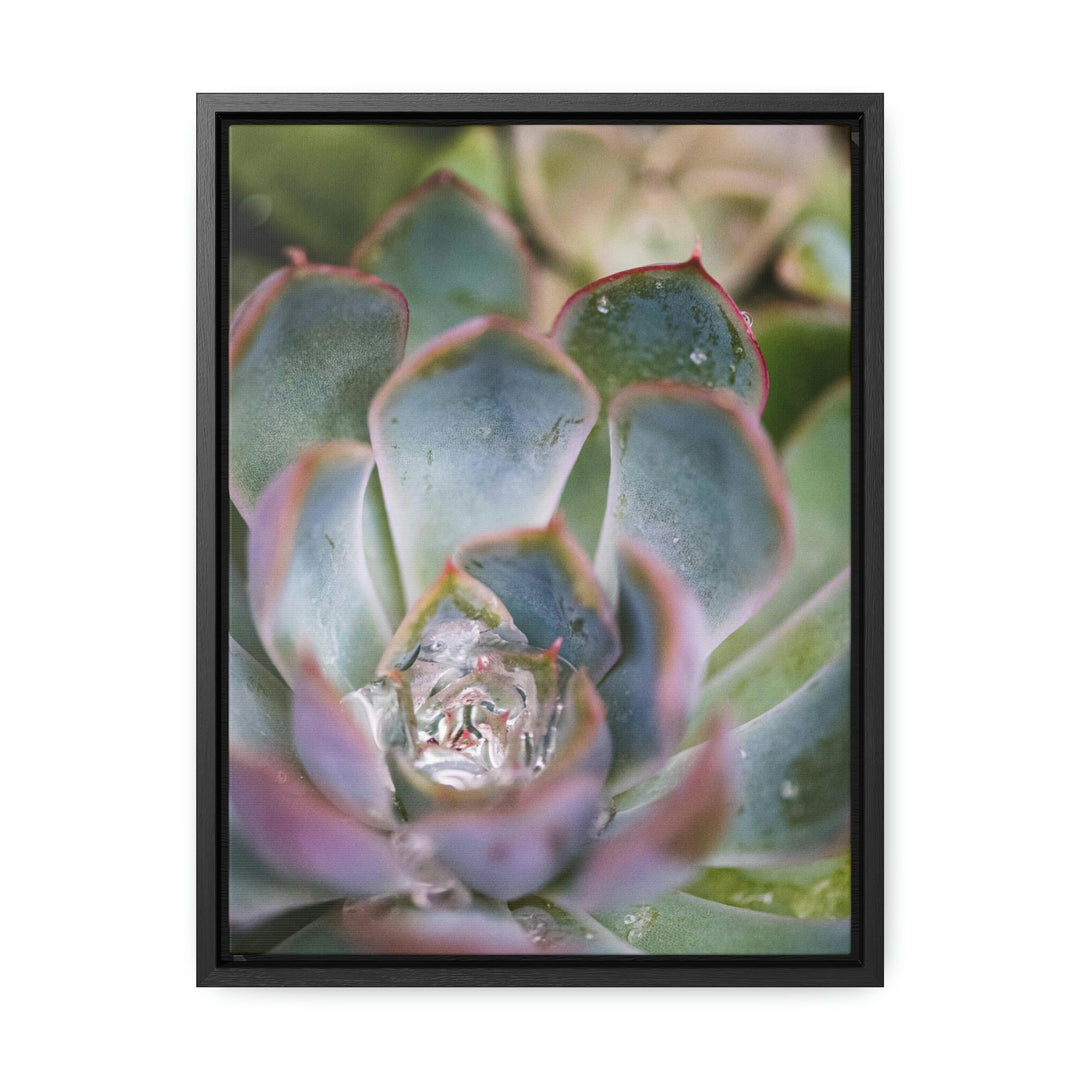 Stunning Succulent - Canvas with Frame - Visiting This World