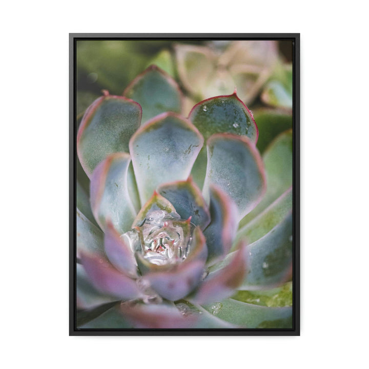 Stunning Succulent - Canvas with Frame - Visiting This World