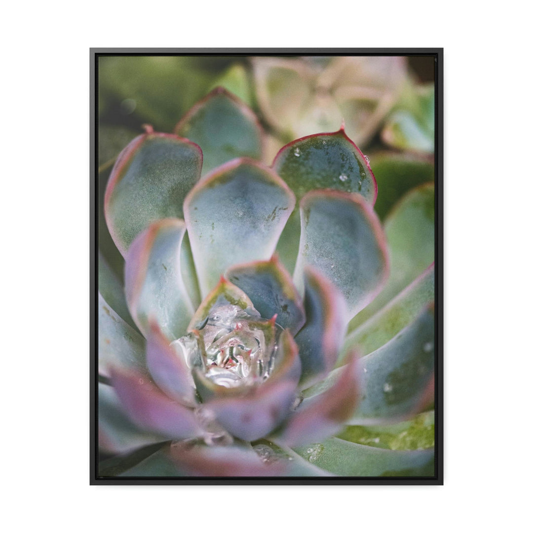 Stunning Succulent - Canvas with Frame - Visiting This World