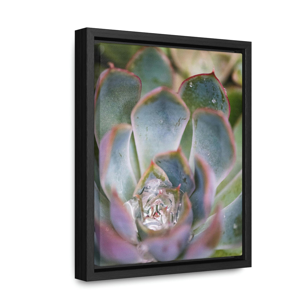 Stunning Succulent - Canvas with Frame - Visiting This World