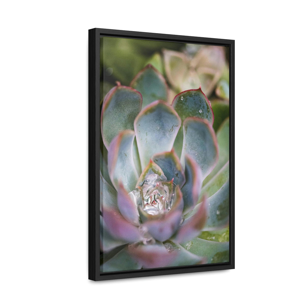 Stunning Succulent - Canvas with Frame - Visiting This World