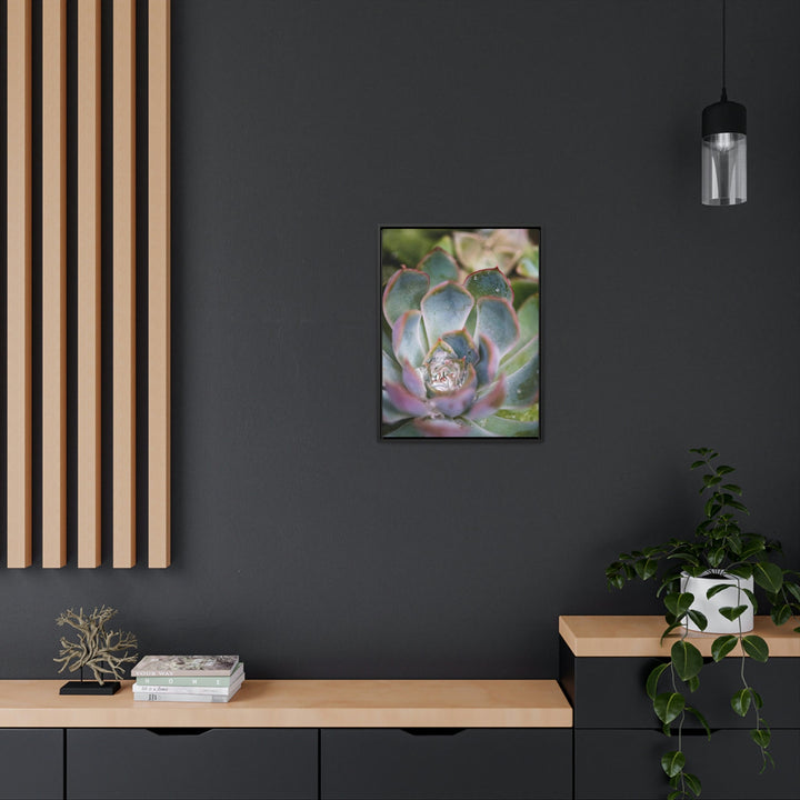 Stunning Succulent - Canvas with Frame - Visiting This World