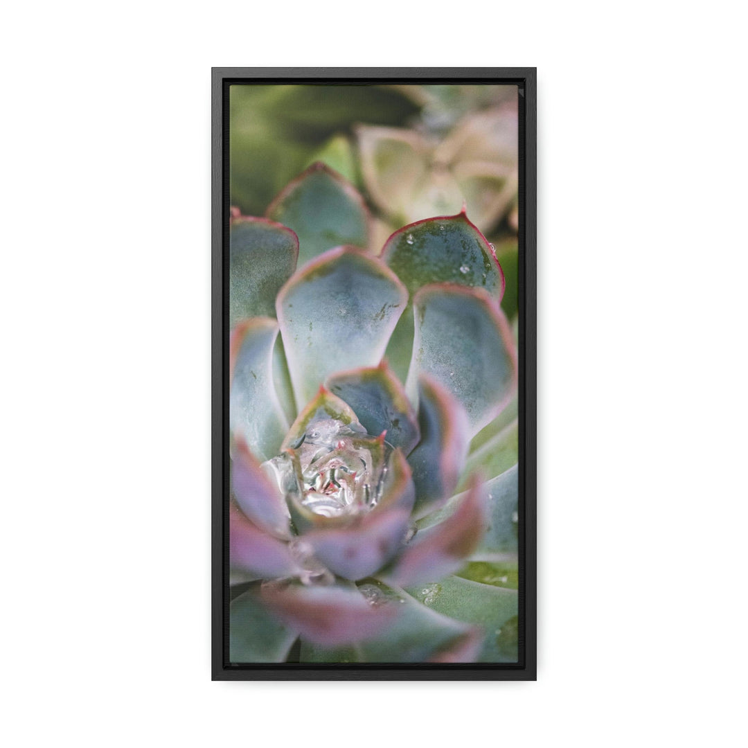 Stunning Succulent - Canvas with Frame - Visiting This World