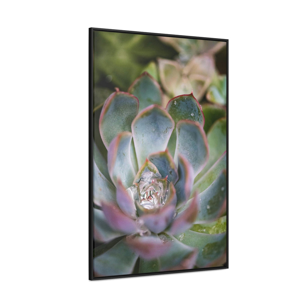 Stunning Succulent - Canvas with Frame - Visiting This World