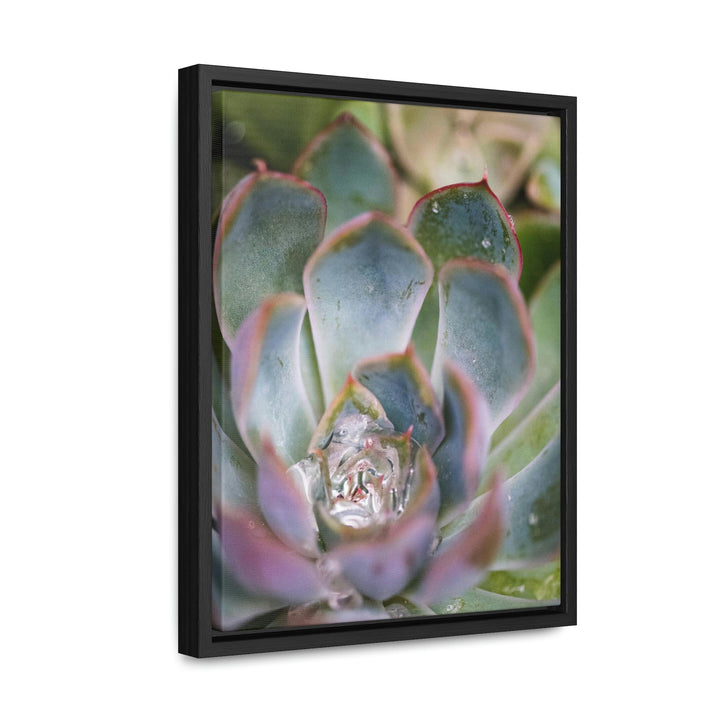 Stunning Succulent - Canvas with Frame - Visiting This World