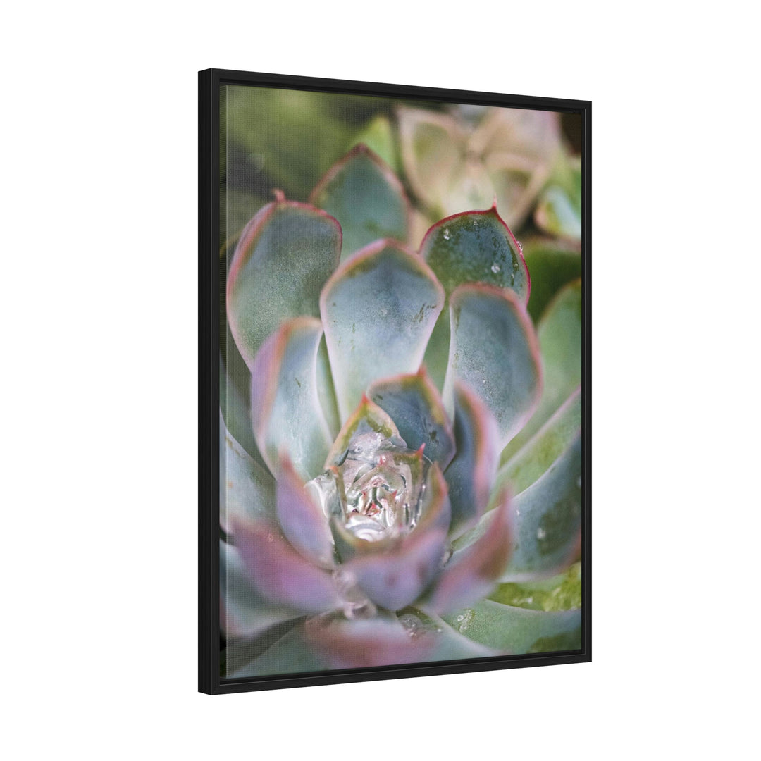 Stunning Succulent - Canvas with Frame - Visiting This World