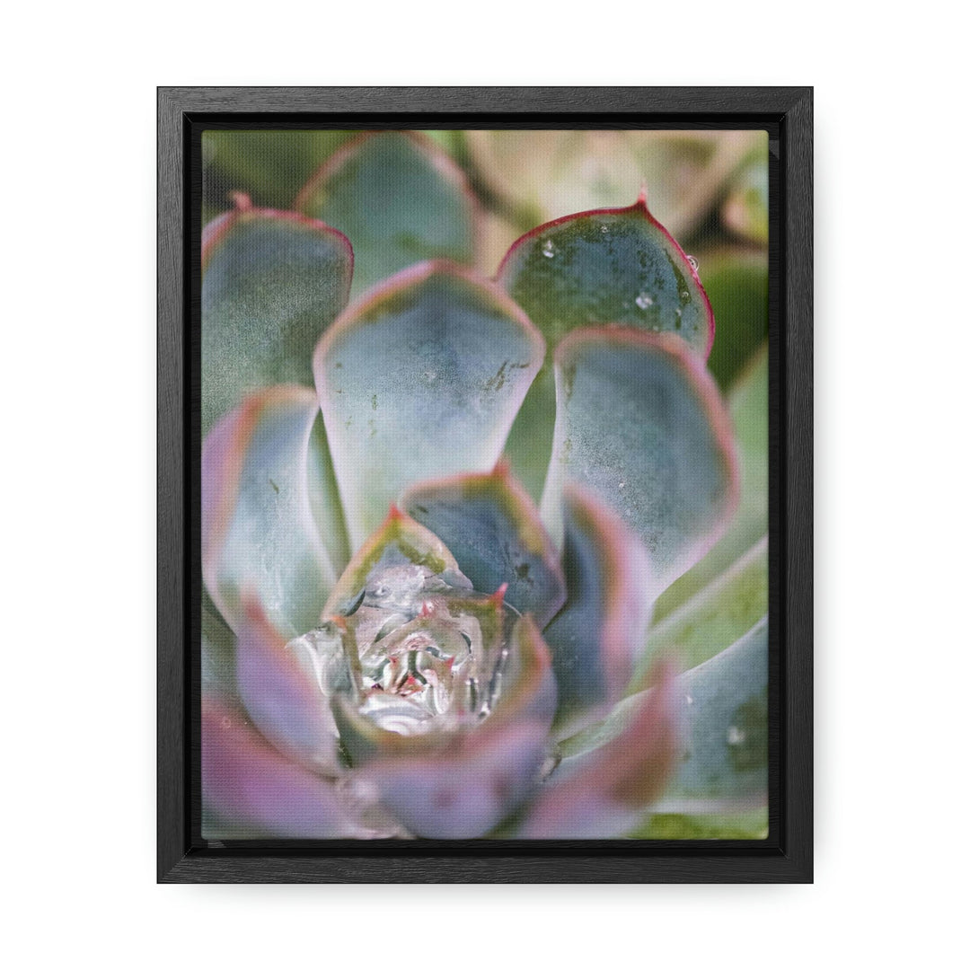 Stunning Succulent - Canvas with Frame - Visiting This World