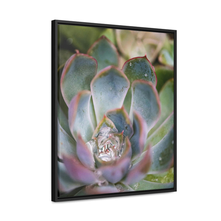 Stunning Succulent - Canvas with Frame - Visiting This World