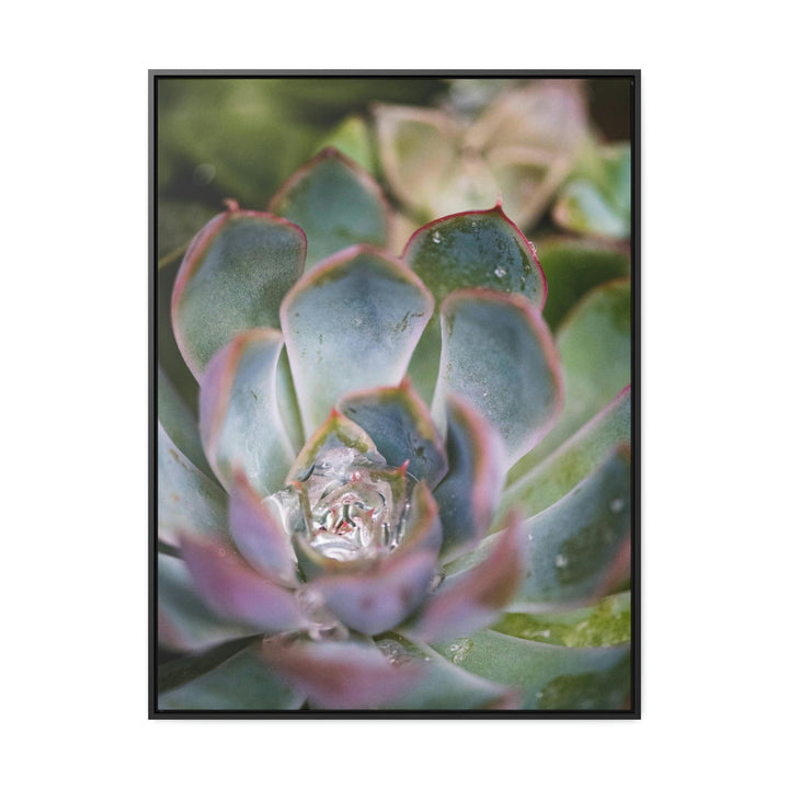 Stunning Succulent - Canvas with Frame - Visiting This World