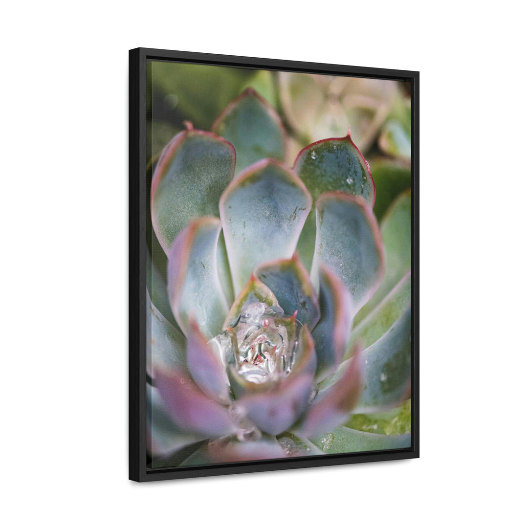 Stunning Succulent - Canvas with Frame - Visiting This World