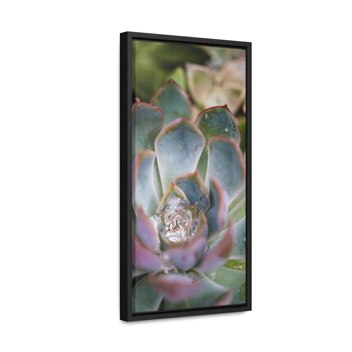 Stunning Succulent - Canvas with Frame - Visiting This World