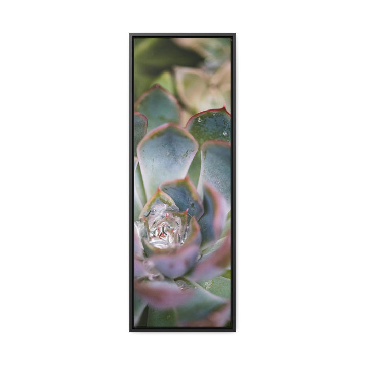 Stunning Succulent - Canvas with Frame - Visiting This World