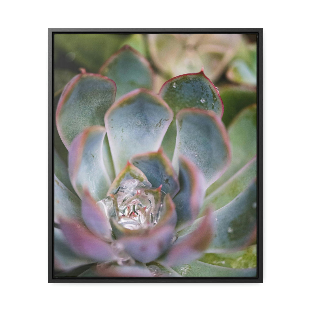 Stunning Succulent - Canvas with Frame - Visiting This World