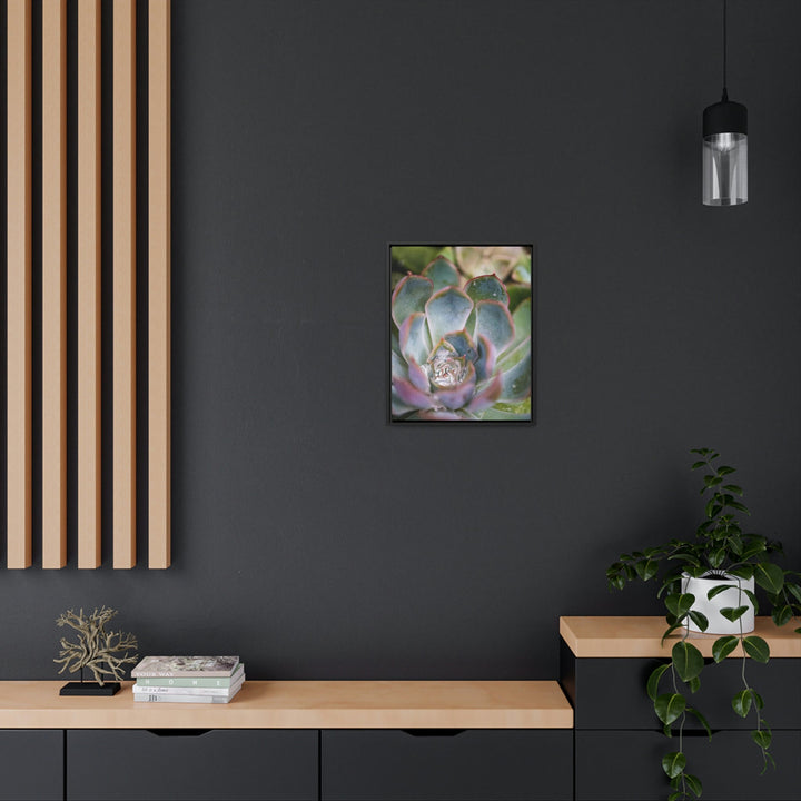 Stunning Succulent - Canvas with Frame - Visiting This World