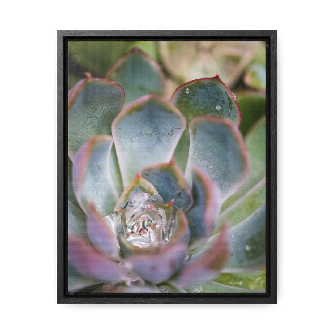 Stunning Succulent - Canvas with Frame - Visiting This World