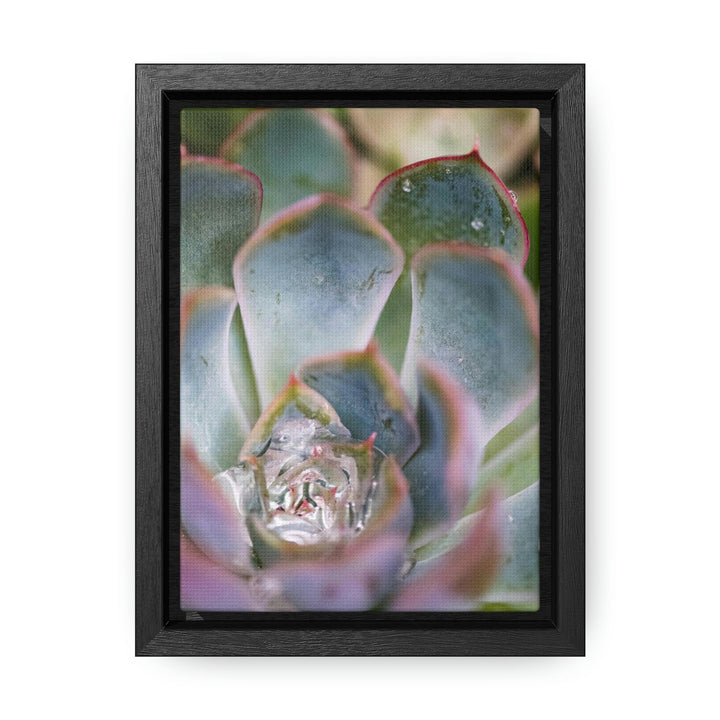 Stunning Succulent - Canvas with Frame - Visiting This World