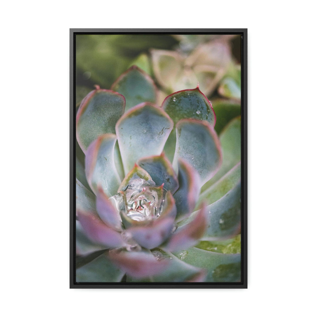 Stunning Succulent - Canvas with Frame - Visiting This World