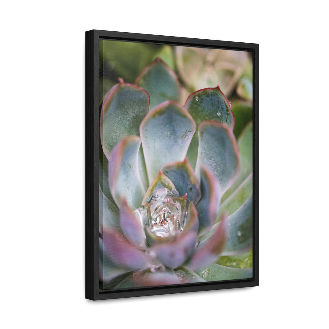 Stunning Succulent - Canvas with Frame - Visiting This World