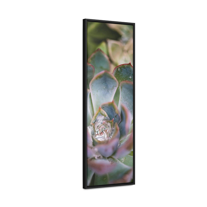 Stunning Succulent - Canvas with Frame - Visiting This World