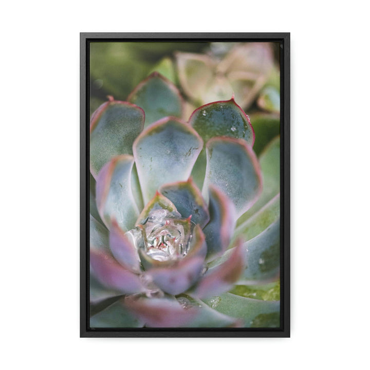 Stunning Succulent - Canvas with Frame - Visiting This World