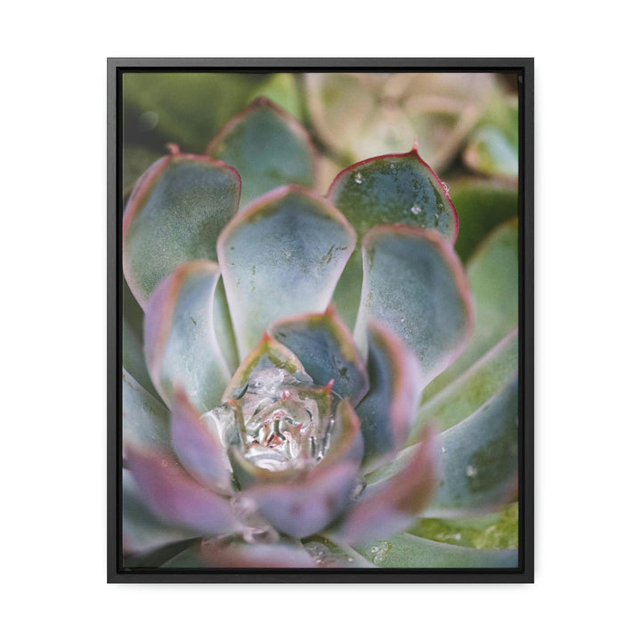 Stunning Succulent - Canvas with Frame - Visiting This World