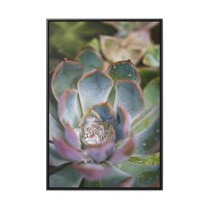 Stunning Succulent - Canvas with Frame - Visiting This World