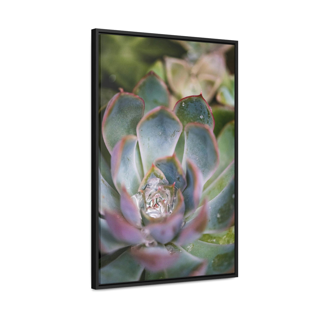 Stunning Succulent - Canvas with Frame - Visiting This World