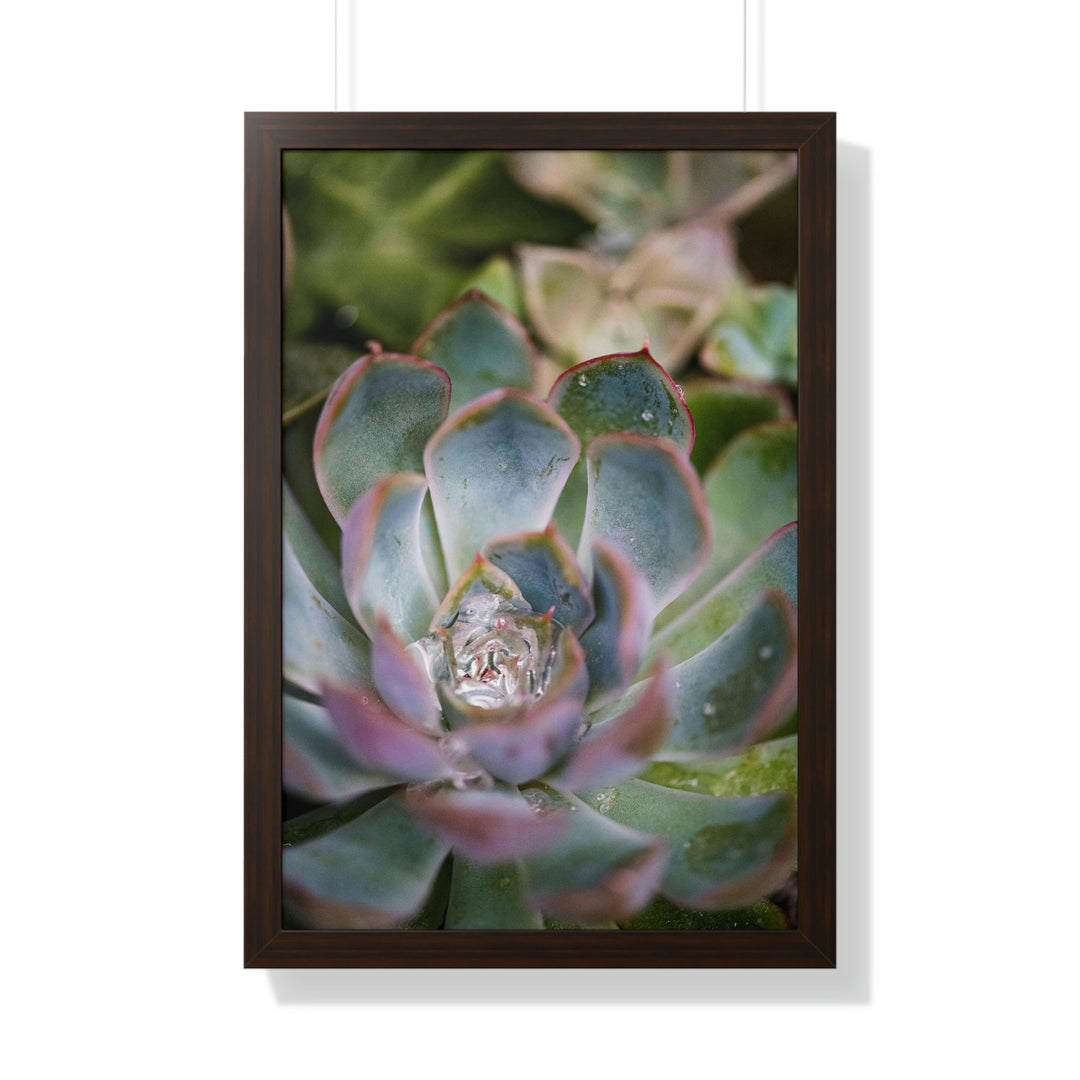 Stunning Succulent - Framed Print - Visiting This World