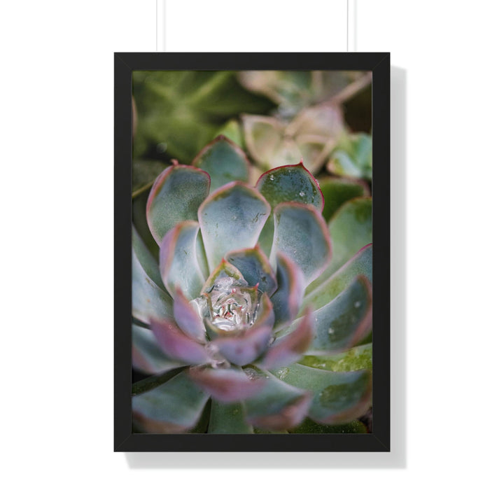 Stunning Succulent - Framed Print - Visiting This World