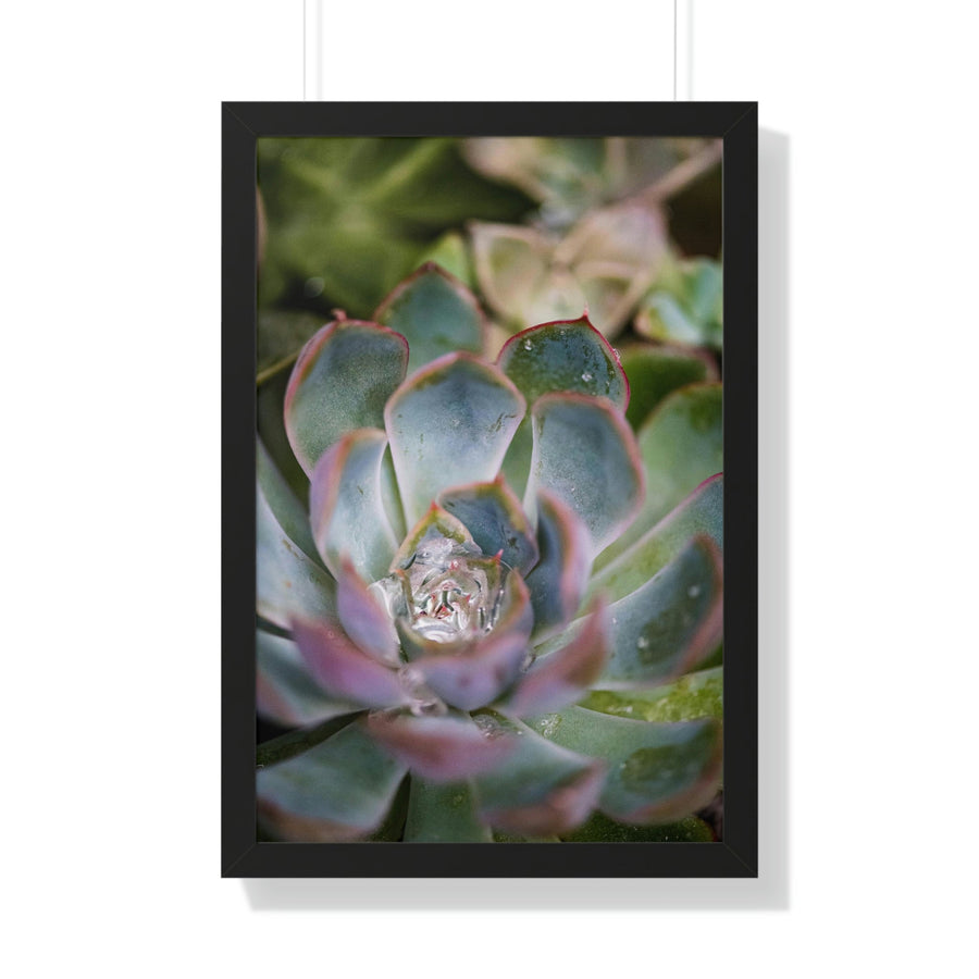 Stunning Succulent - Framed Print - Visiting This World