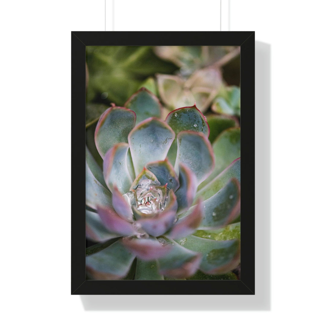 Stunning Succulent - Framed Print - Visiting This World