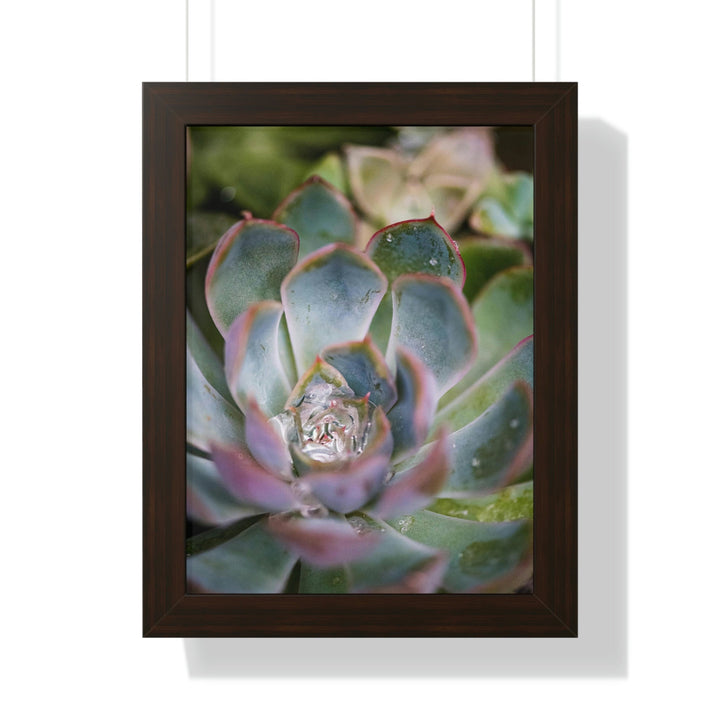 Stunning Succulent - Framed Print - Visiting This World