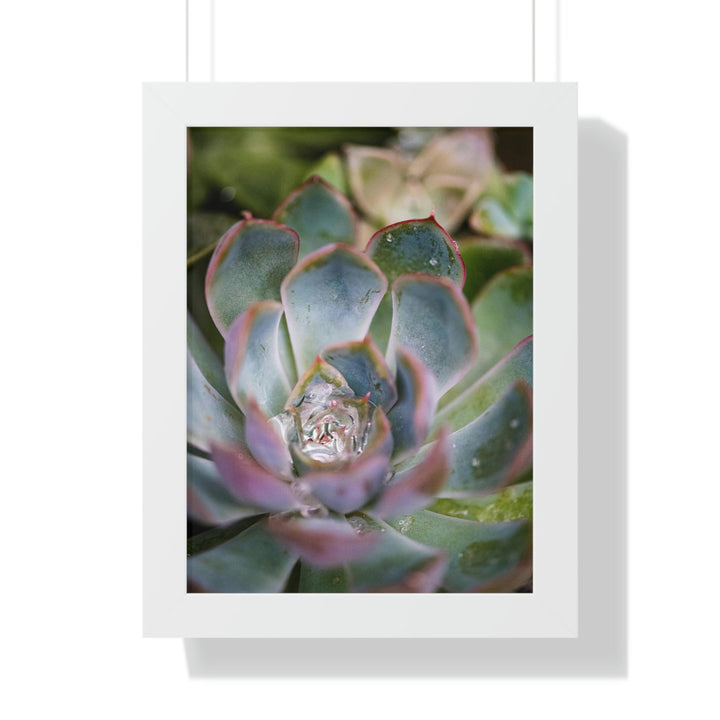 Stunning Succulent - Framed Print - Visiting This World