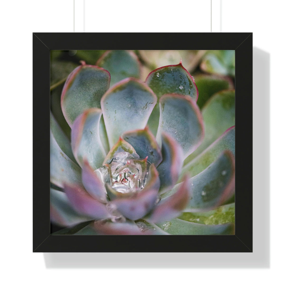 Stunning Succulent - Framed Print - Visiting This World