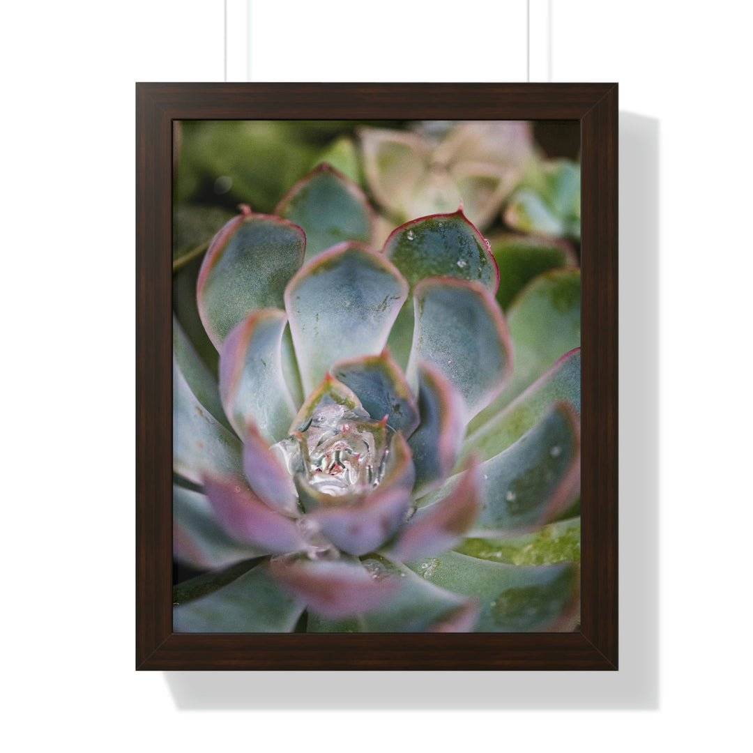 Stunning Succulent - Framed Print - Visiting This World