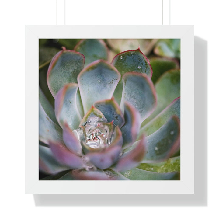 Stunning Succulent - Framed Print - Visiting This World