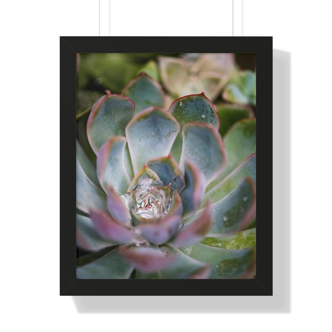 Stunning Succulent - Framed Print - Visiting This World