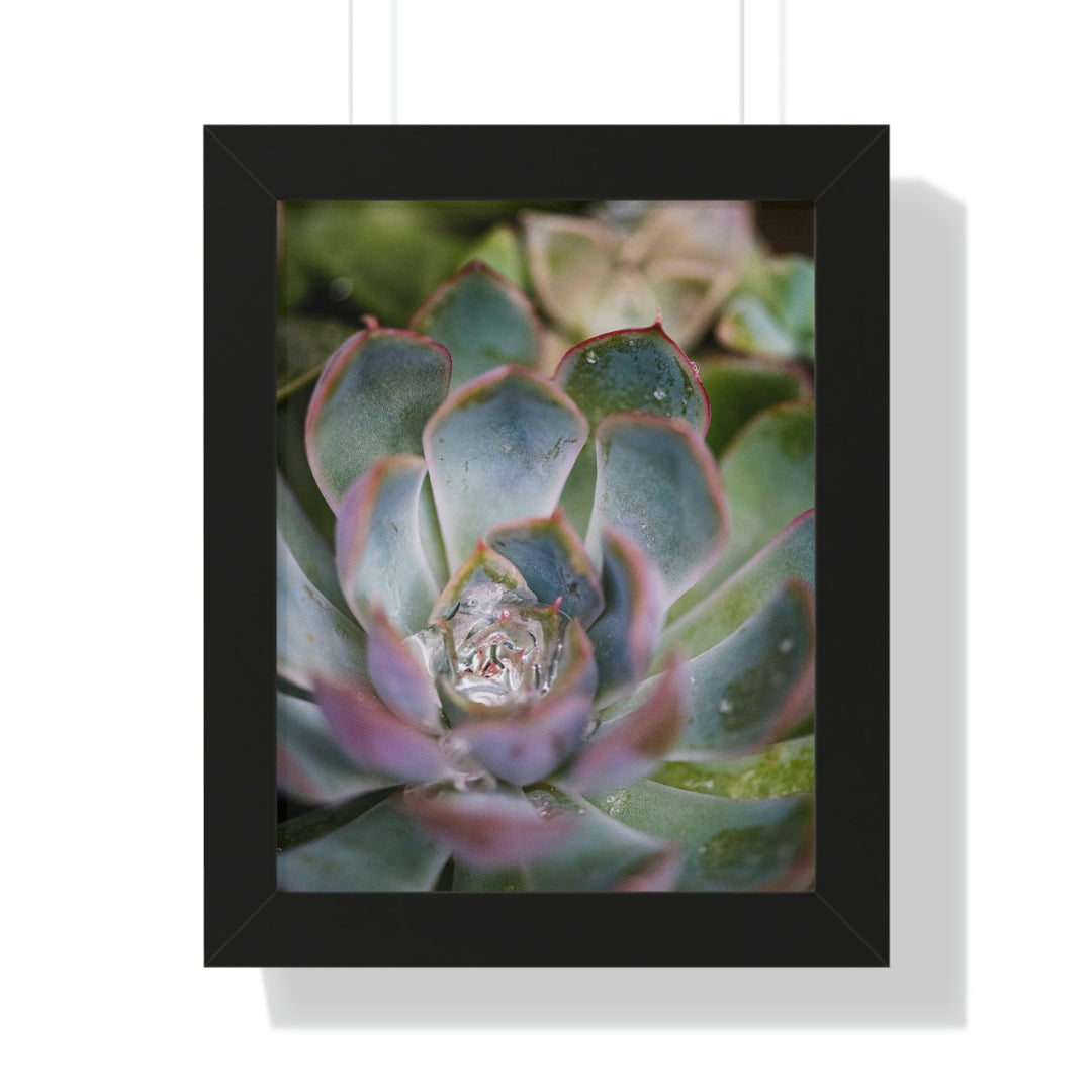 Stunning Succulent - Framed Print - Visiting This World