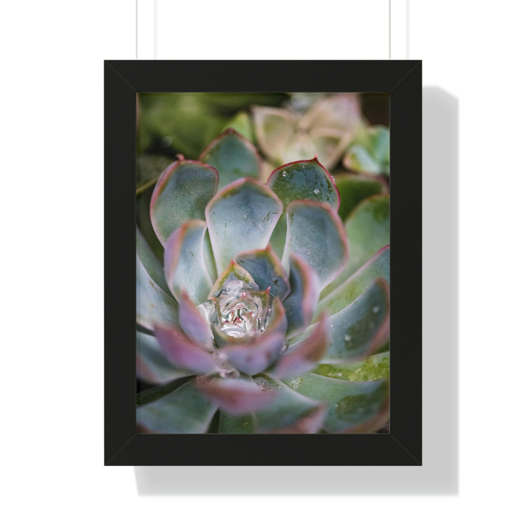 Stunning Succulent - Framed Print - Visiting This World