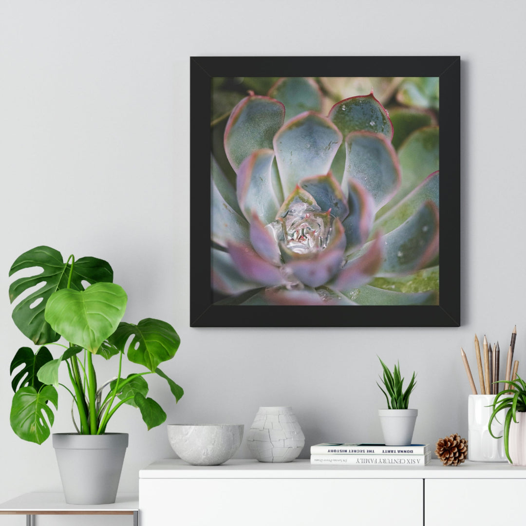 Stunning Succulent - Framed Print - Visiting This World