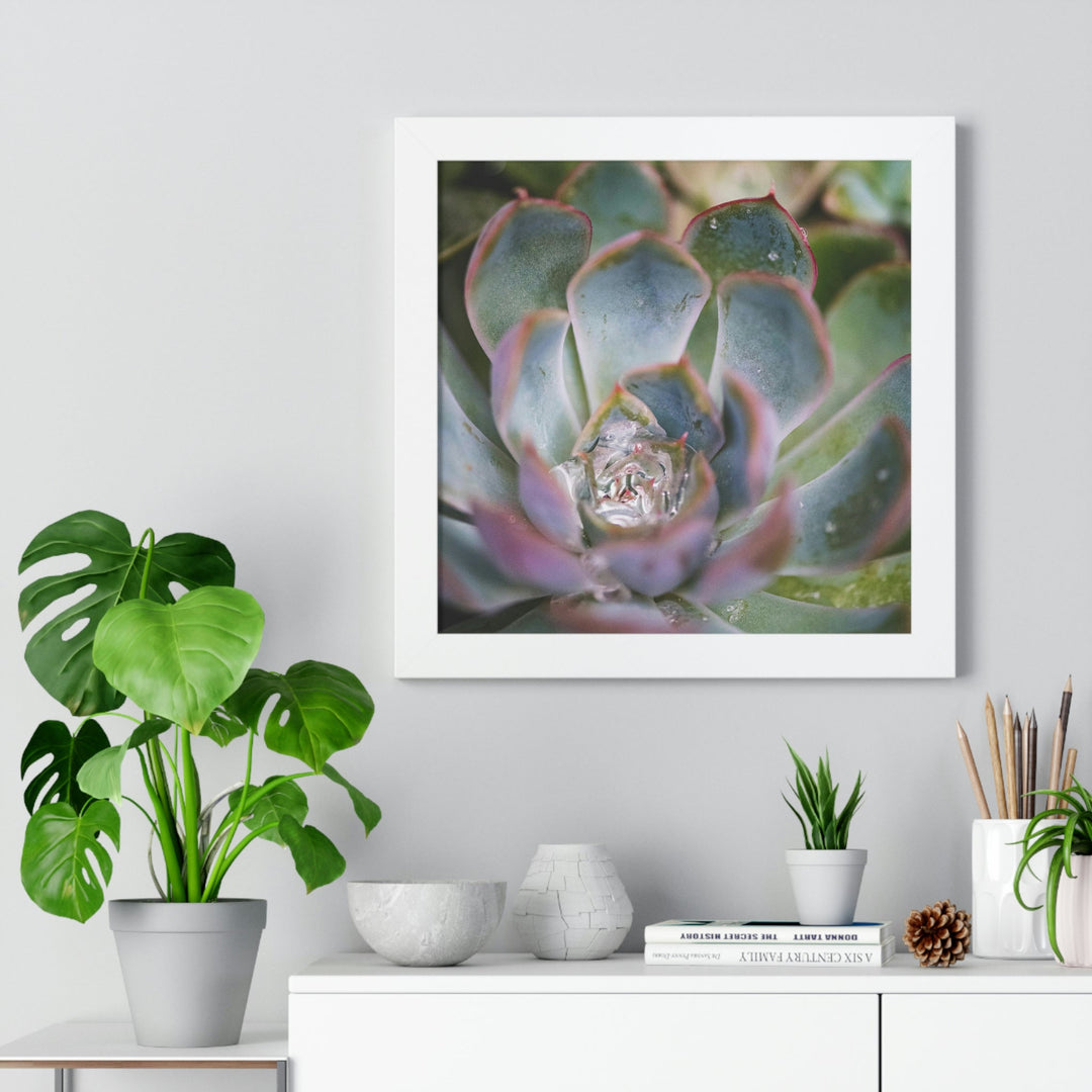 Stunning Succulent - Framed Print - Visiting This World