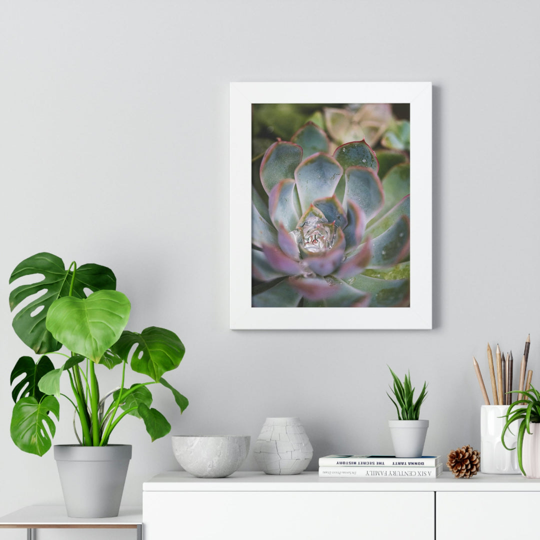 Stunning Succulent - Framed Print - Visiting This World