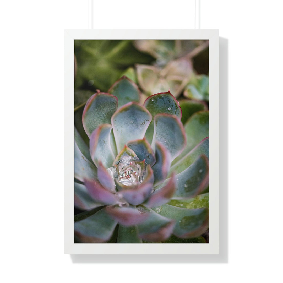 Stunning Succulent - Framed Print - Visiting This World