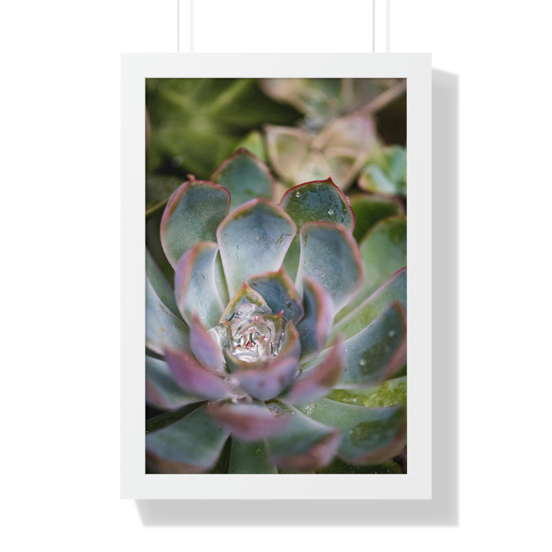 Stunning Succulent - Framed Print - Visiting This World