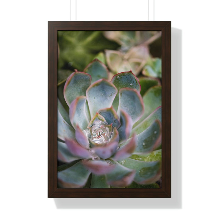 Stunning Succulent - Framed Print - Visiting This World