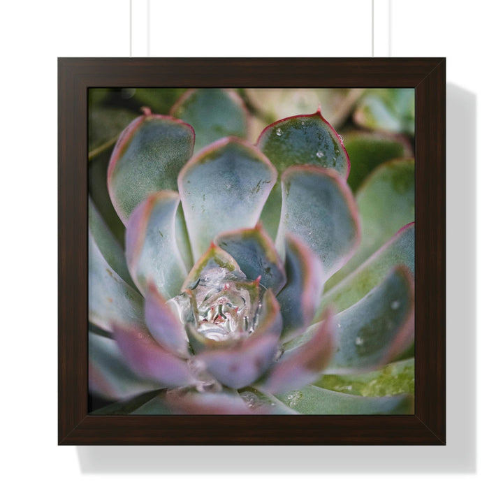 Stunning Succulent - Framed Print - Visiting This World