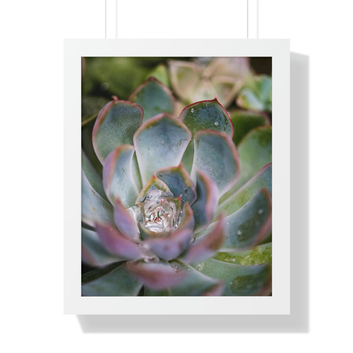 Stunning Succulent - Framed Print - Visiting This World