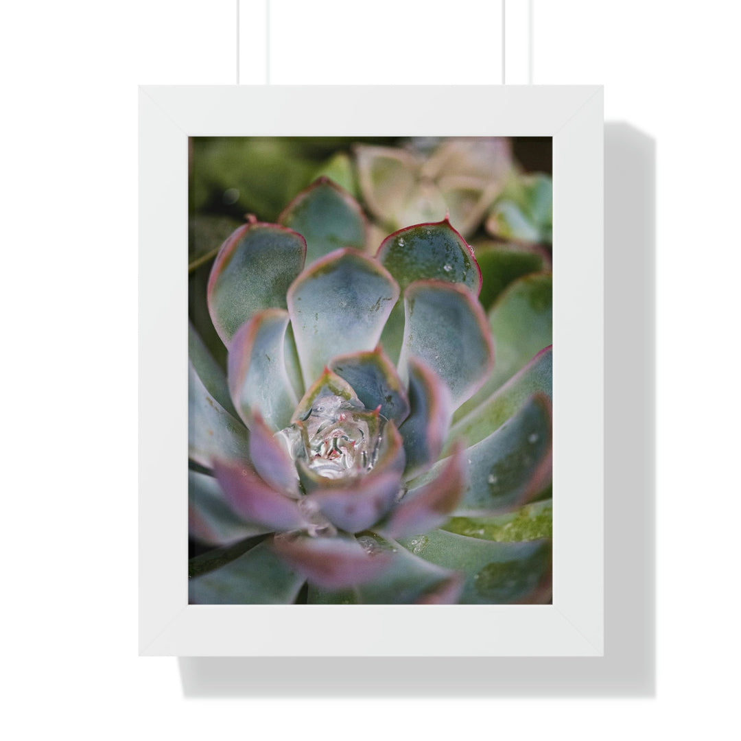 Stunning Succulent - Framed Print - Visiting This World