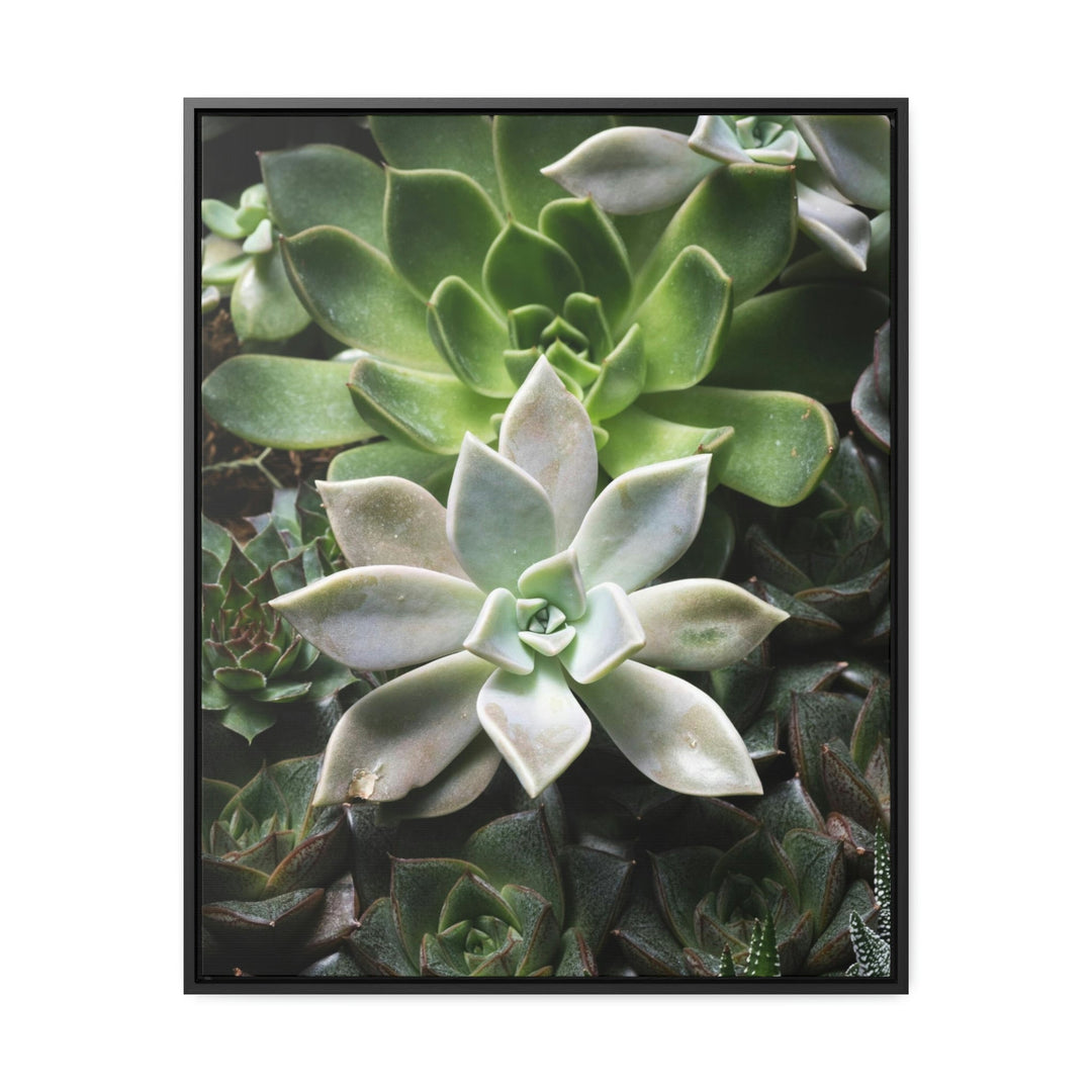 Succulent Array - Canvas with Frame - Visiting This World