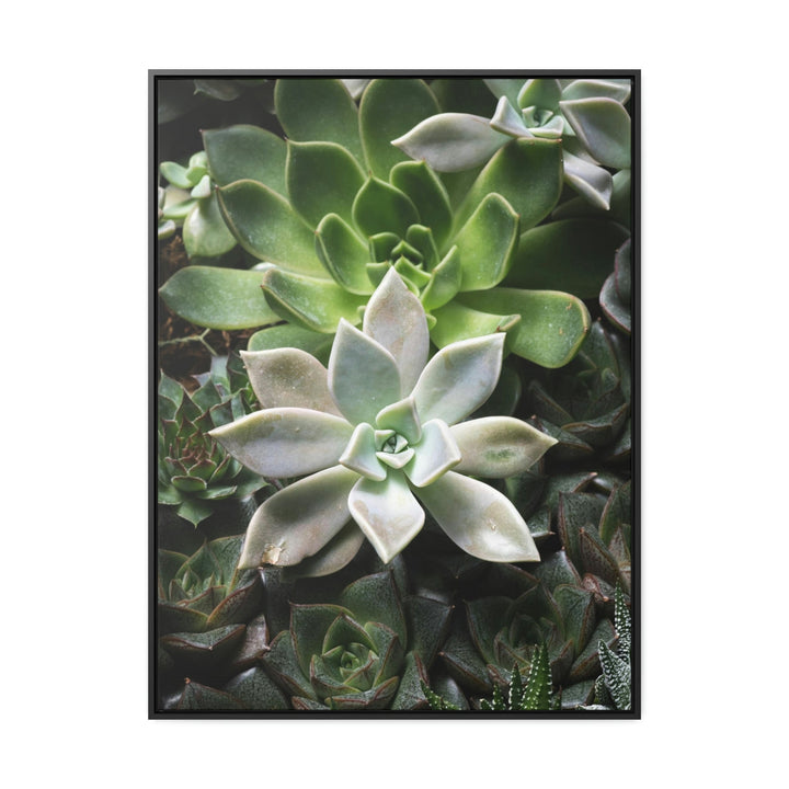 Succulent Array - Canvas with Frame - Visiting This World